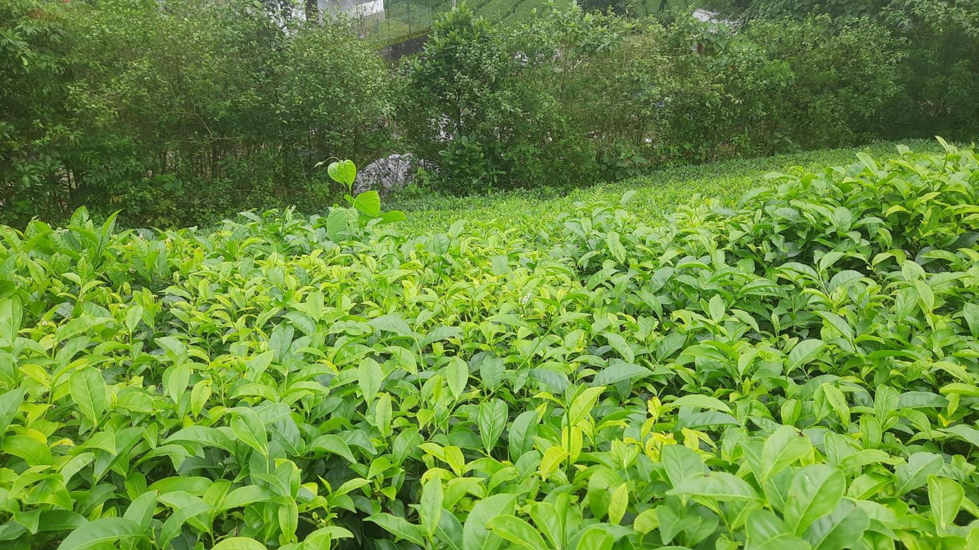 Paradise Meadows Vagamon Εξωτερικό φωτογραφία